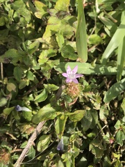 Richardia grandiflora