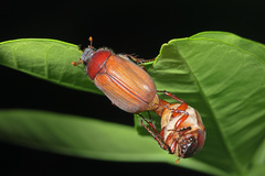 Scarabaeidae