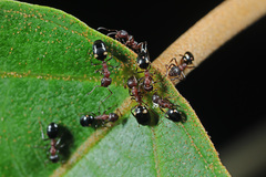 Dolichoderus sibiricus