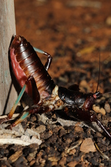 Colossopus grandidieri