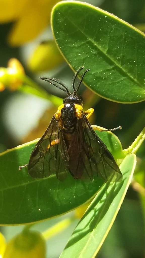 Adurgoa gonagra