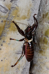 Colossopus grandidieri
