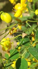 Adurgoa gonagra