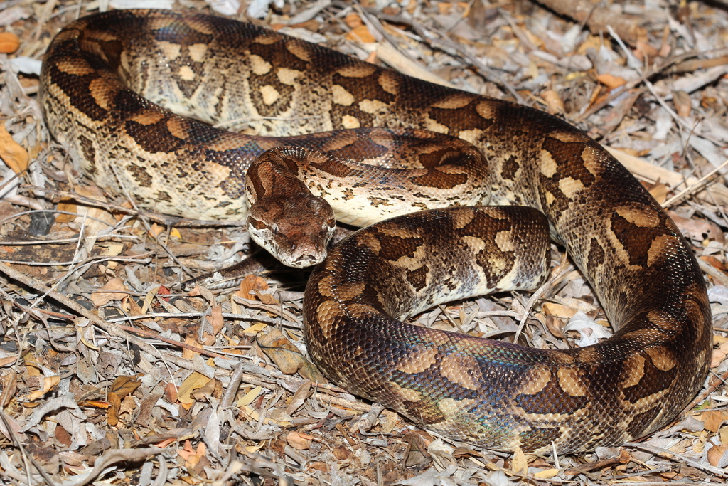 Dumeril's Boa