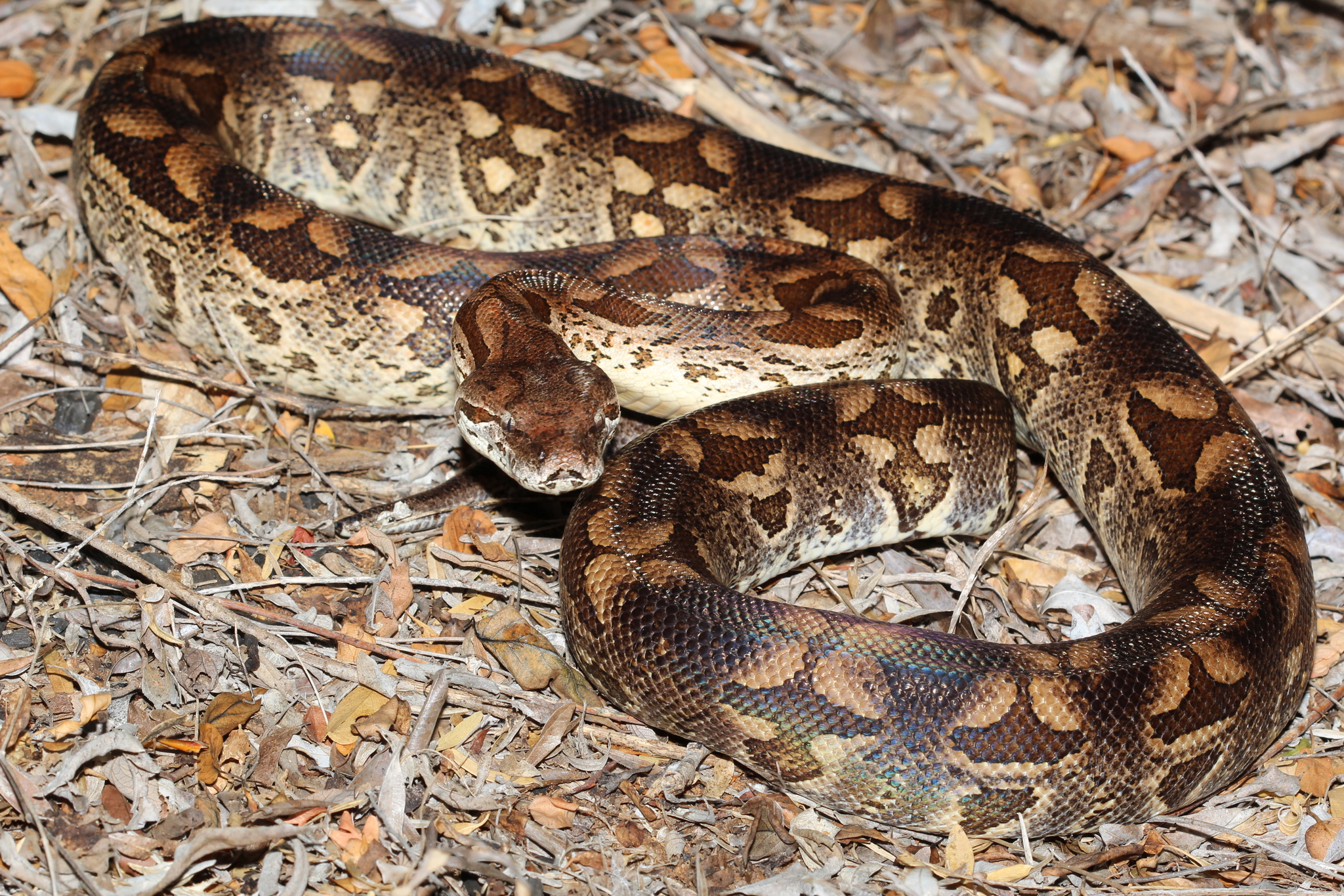 Dumeril's Boa Animal Facts  Acrantophis dumerili - A-Z Animals