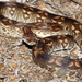 Dumeril's Boa - Photo (c) a_f_r, some rights reserved (CC BY-NC), uploaded by a_f_r
