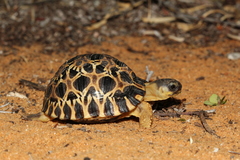 Astrochelys radiata