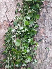 Cymbalaria muralis