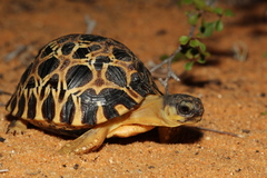 Astrochelys radiata