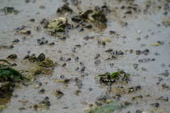 Cerithideopsis