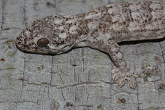 Blaesodactylus sakalava