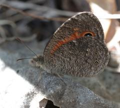 Heteropsis ankaratra