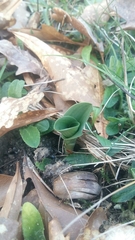 Platanthera chlorantha