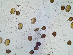 Gymnospermium odessanum