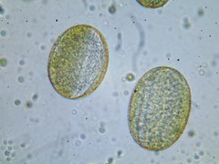 Gymnospermium odessanum