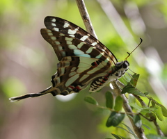 Graphium evombar