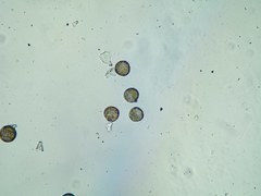 Ficaria verna calthifolia