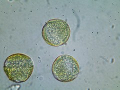 Ficaria verna calthifolia