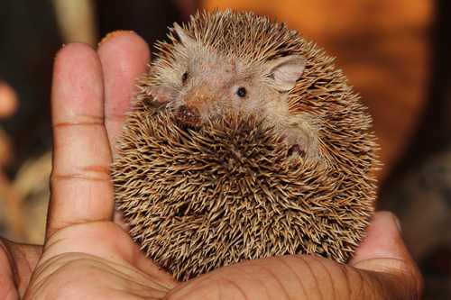 Lesser Hedgehog Tenrec