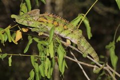 Furcifer antimena