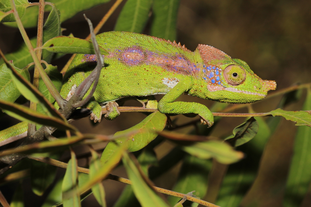 Antimena Chameleon