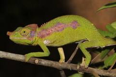 Furcifer antimena