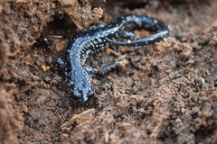 Plethodon sequoyah