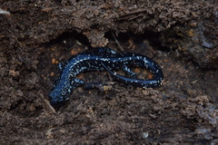 Plethodon sequoyah