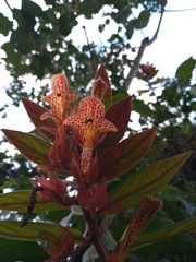 Columnea schiedeana