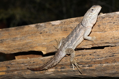 Oplurus cyclurus