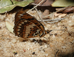 Byblia anvatara anvatara