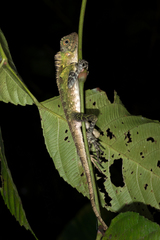Gonocephalus liogaster