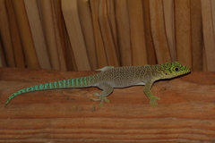 Phelsuma standingi