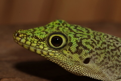 Phelsuma standingi