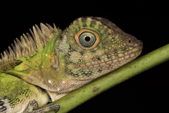 Gonocephalus liogaster