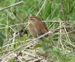Troglodytes troglodytes