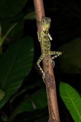 Gonocephalus liogaster