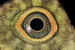 Gonocephalus liogaster