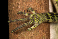 Gonocephalus liogaster