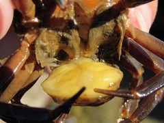 Sacculinidae