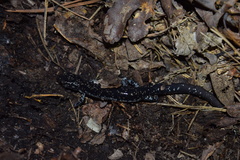 Plethodon kiamichi