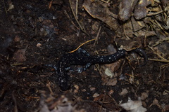 Plethodon kiamichi