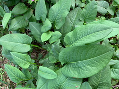 Bistorta officinalis