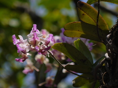 Aerides crispa