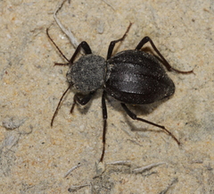 Coleoptera