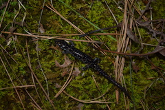 Plethodon kiamichi