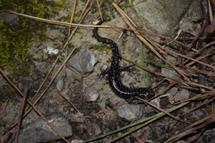Plethodon kiamichi