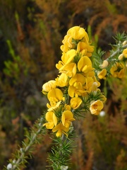 Aspalathus hirta hirta