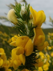 Aspalathus hirta hirta