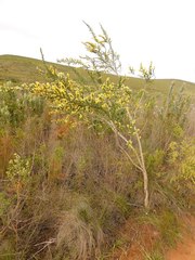 Aspalathus hirta hirta